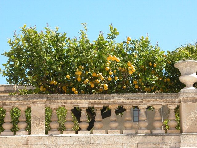 lemonsandbalustrade.jpg